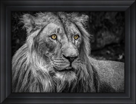 Framed Lion - Black &amp; White Print