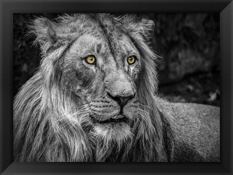 Framed Lion - Black &amp; White Print