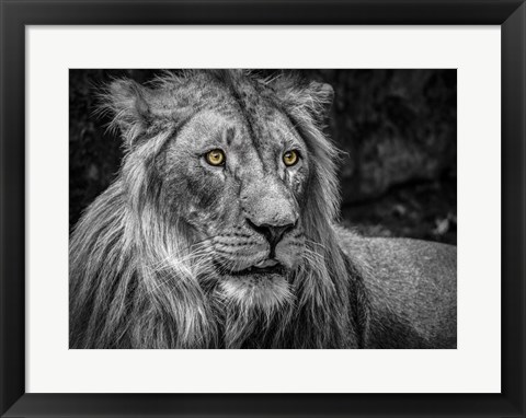Framed Lion - Black &amp; White Print