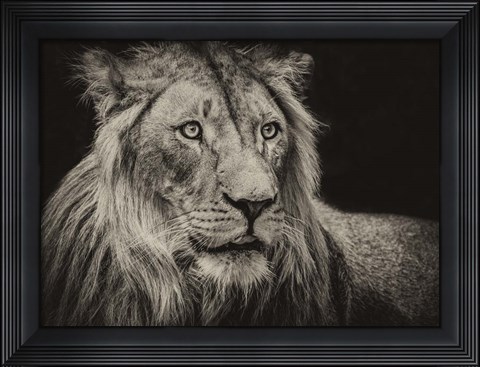 Framed Lion Sepia Print
