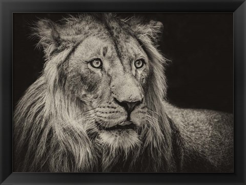 Framed Lion Sepia Print