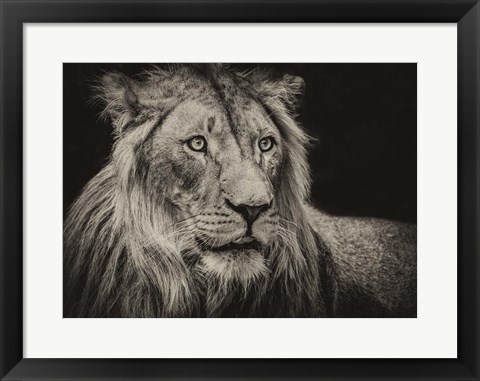 Framed Lion Sepia Print