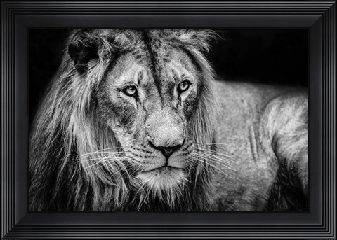 Framed Lion II - Black &amp; White Print
