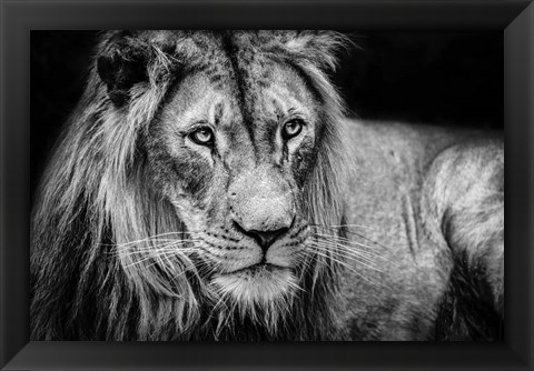 Framed Lion II - Black &amp; White Print