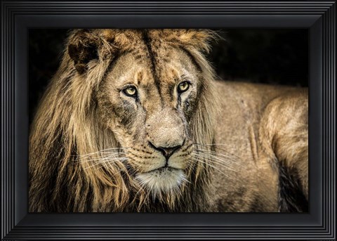 Framed Lion II Print