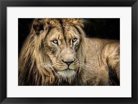 Framed Lion II Print