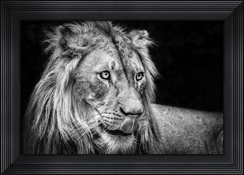 Framed Lion III - Black &amp; White Print