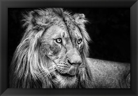 Framed Lion III - Black &amp; White Print