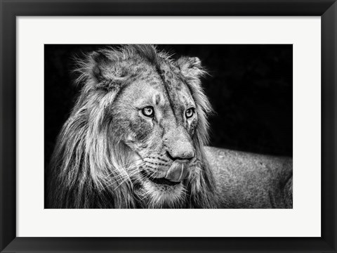 Framed Lion III - Black &amp; White Print