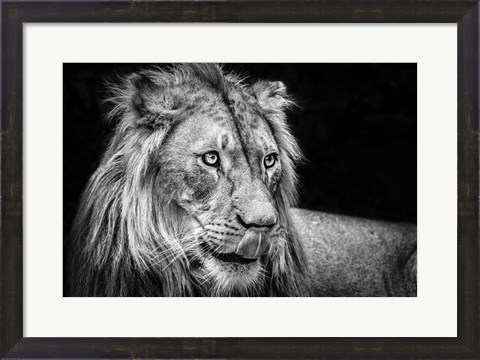 Framed Lion III - Black &amp; White Print