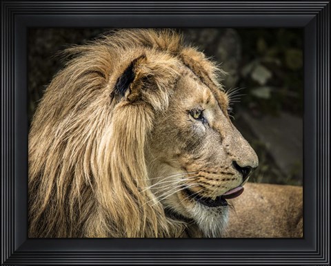 Framed Lion IV Print