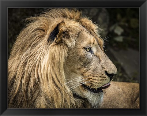 Framed Lion IV Print