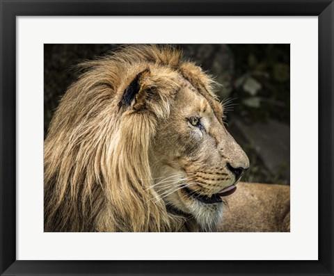 Framed Lion IV Print