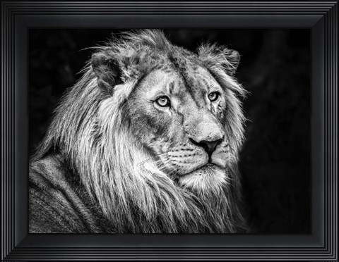 Framed Lion V - Black &amp; White Print
