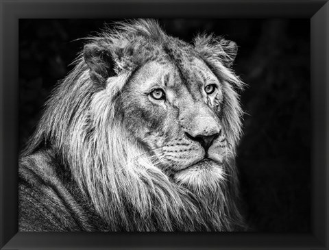 Framed Lion V - Black &amp; White Print