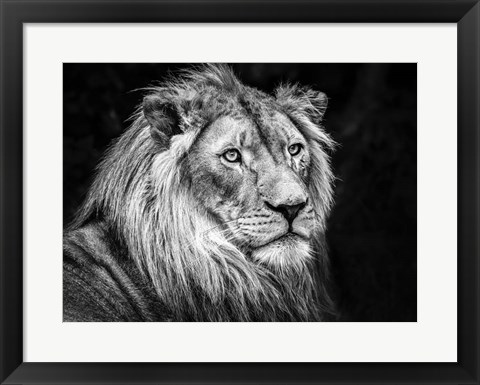 Framed Lion V - Black &amp; White Print