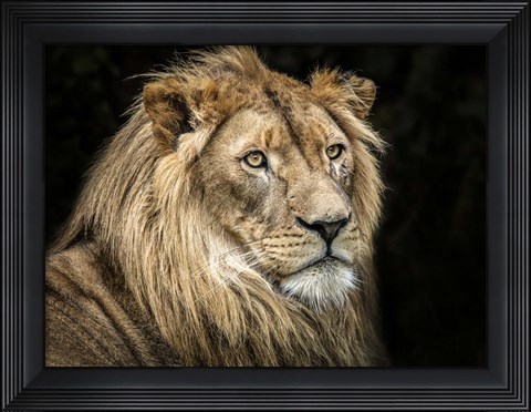 Framed Lion V Print