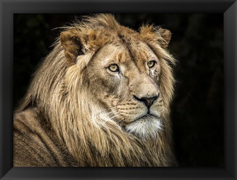 Framed Lion V Print