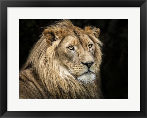 Framed Lion V Print