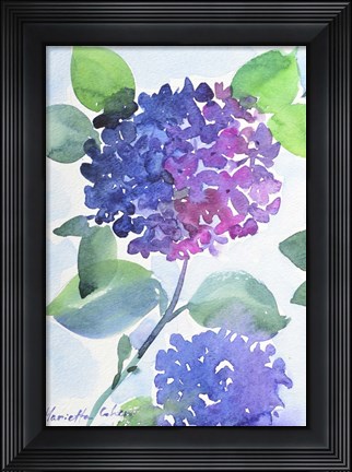 Framed Watercolor Hortensia 1 Print