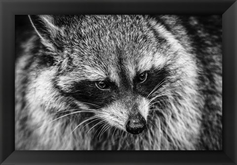 Framed Raccoon - Black &amp; White Print