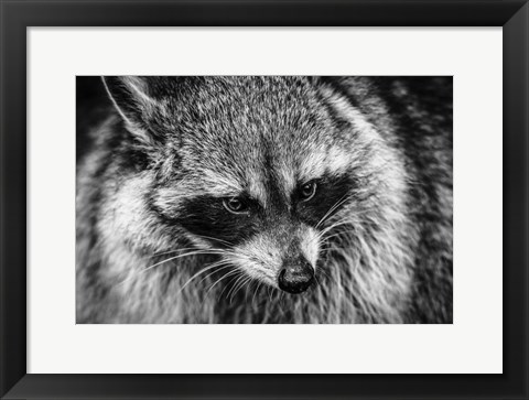 Framed Raccoon - Black &amp; White Print