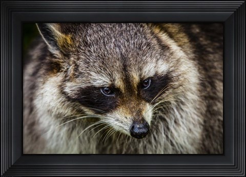 Framed Raccoon Print