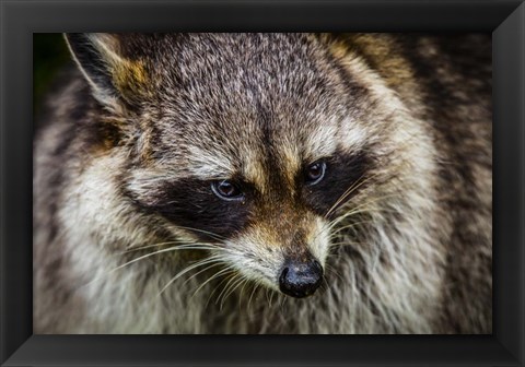 Framed Raccoon Print