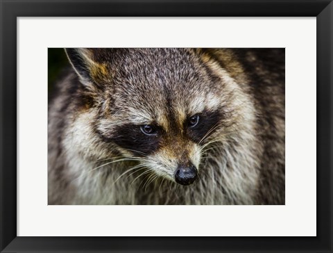 Framed Raccoon Print