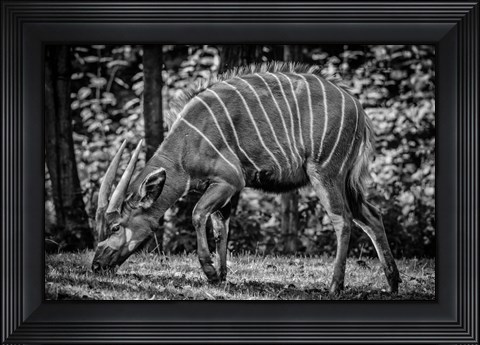 Framed Deer - Black &amp; White Print