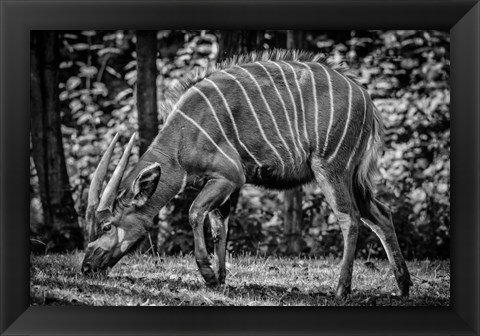 Framed Deer - Black &amp; White Print