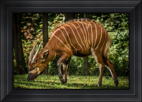 Framed Deer Print