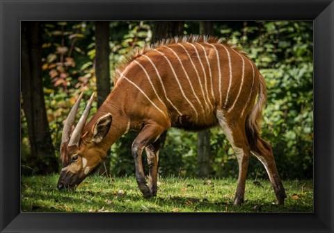 Framed Deer Print