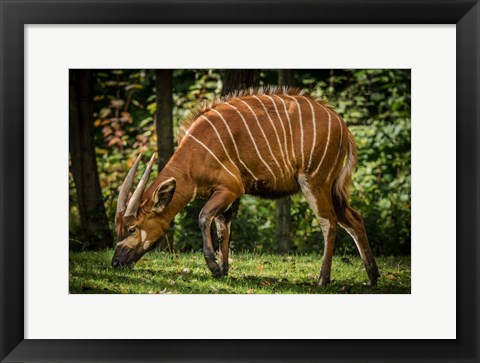 Framed Deer Print