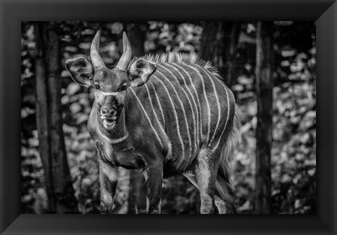 Framed Deer II - Black &amp; White Print