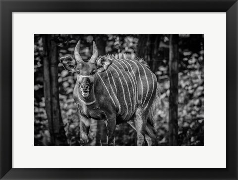 Framed Deer II - Black &amp; White Print