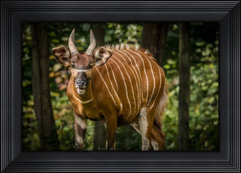 Framed Deer II Print