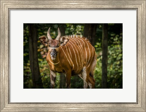 Framed Deer II Print