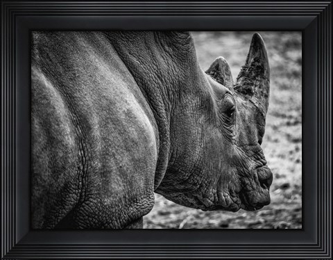 Framed Rhino - Black &amp; White Print