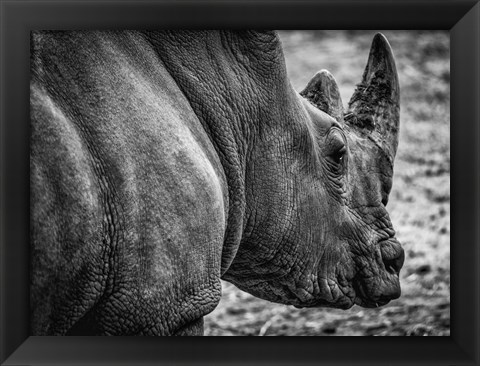 Framed Rhino - Black &amp; White Print