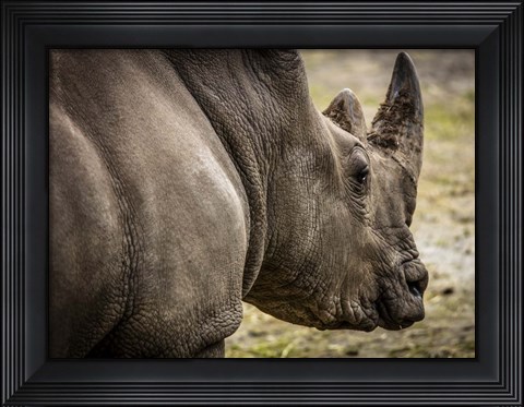 Framed Rhino Print