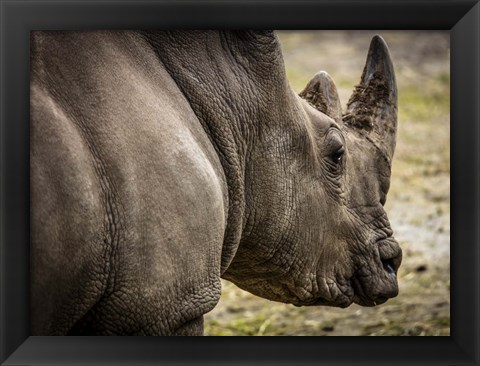 Framed Rhino Print