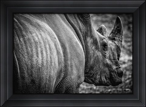 Framed Rhino II - Black &amp; White Print