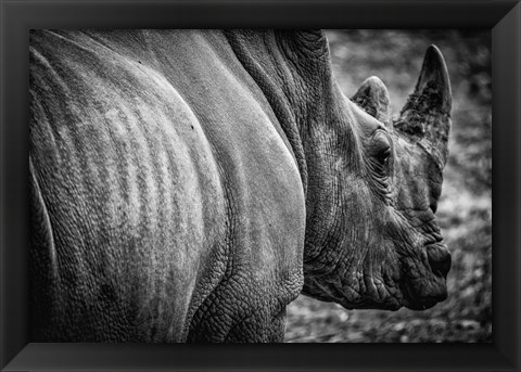 Framed Rhino II - Black &amp; White Print