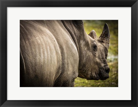 Framed Rhino II Print
