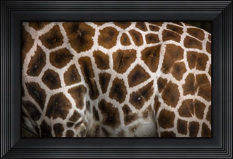 Framed Giraffe Print
