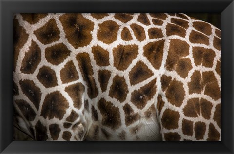 Framed Giraffe Print