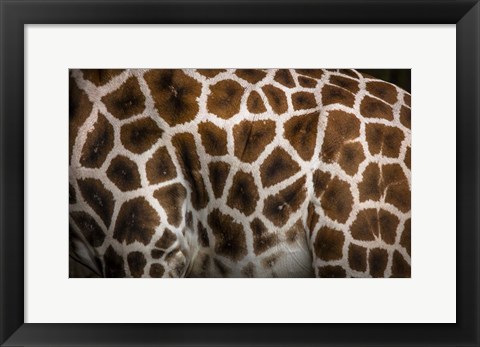 Framed Giraffe Print