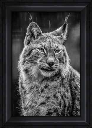 Framed Lynx in the Rain - Black &amp; White Print
