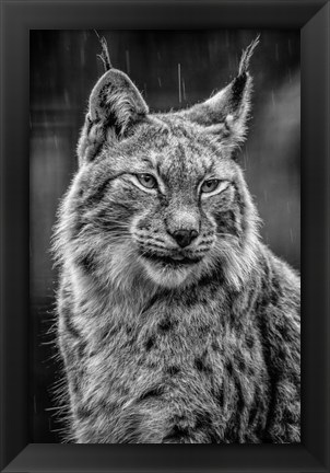 Framed Lynx in the Rain - Black &amp; White Print